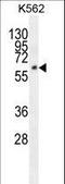 Family With Sequence Similarity 155 Member A antibody, LS-C165962, Lifespan Biosciences, Western Blot image 