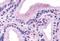 Cholecystokinin A Receptor antibody, GTX78029, GeneTex, Immunohistochemistry paraffin image 