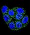Glutathione S-transferase P 1 antibody, LS-C166714, Lifespan Biosciences, Immunofluorescence image 