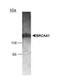 AT-Rich Interaction Domain 4B antibody, NB100-682, Novus Biologicals, Western Blot image 