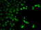 Fc Fragment Of IgG Receptor Ia antibody, LS-C331344, Lifespan Biosciences, Immunofluorescence image 