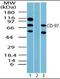 Adhesion G Protein-Coupled Receptor E5 antibody, orb87629, Biorbyt, Western Blot image 