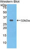 Heat Shock Protein Family A (Hsp70) Member 4 antibody, LS-C294409, Lifespan Biosciences, Western Blot image 
