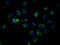 Integrin Linked Kinase antibody, CSB-RA963626A0HU, Cusabio, Immunofluorescence image 