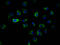 Integrin Linked Kinase antibody, CSB-RA963626A0HU, Cusabio, Immunofluorescence image 