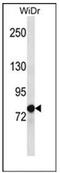 LZTS2 antibody, AP52575PU-N, Origene, Western Blot image 