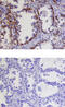 Kallikrein Related Peptidase 9 antibody, AF3486, R&D Systems, Immunohistochemistry paraffin image 