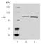 STAT3 antibody, ADI-905-779-100, Enzo Life Sciences, Western Blot image 