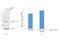 Metadherin antibody, 40-6400, Invitrogen Antibodies, Western Blot image 