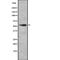 SMG9 Nonsense Mediated MRNA Decay Factor antibody, PA5-68007, Invitrogen Antibodies, Western Blot image 