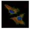 Cysteine And Glycine Rich Protein 3 antibody, NBP1-32974, Novus Biologicals, Immunofluorescence image 