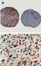Caspase 8 antibody, NBP1-05123, Novus Biologicals, Immunohistochemistry frozen image 