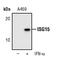 ISG15 Ubiquitin Like Modifier antibody, MA5-15029, Invitrogen Antibodies, Western Blot image 