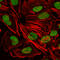 X-Ray Repair Cross Complementing 5 antibody, M01275-2, Boster Biological Technology, Immunofluorescence image 