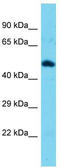 Tektin 3 antibody, TA344657, Origene, Western Blot image 
