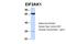 Eukaryotic Translation Initiation Factor 2 Alpha Kinase 1 antibody, 25-766, ProSci, Western Blot image 