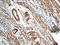 Calbindin 2 antibody, 250611, Abbiotec, Immunohistochemistry paraffin image 