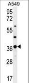 Olfactory Receptor Family 4 Subfamily M Member 1 antibody, LS-C163204, Lifespan Biosciences, Western Blot image 