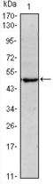 Myosin Heavy Chain 14 antibody, orb318818, Biorbyt, Western Blot image 