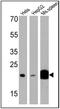 Prostaglandin E Synthase 3 antibody, NB300-576, Novus Biologicals, Western Blot image 