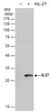 Interleukin 27 antibody, GTX119293, GeneTex, Western Blot image 