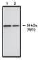 G Protein Subunit Beta 5 antibody, NBP1-03036, Novus Biologicals, Western Blot image 