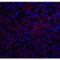 Occludin antibody, LS-B16450, Lifespan Biosciences, Immunofluorescence image 