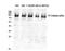 Phosphoinositide-3-Kinase Regulatory Subunit 1 antibody, STJ95077, St John