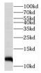 Melanocortin 2 Receptor Accessory Protein antibody, FNab05303, FineTest, Western Blot image 