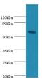 Cryptochrome Circadian Regulator 2 antibody, LS-C377632, Lifespan Biosciences, Western Blot image 