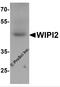 WD repeat domain phosphoinositide-interacting protein 2 antibody, 7103, ProSci, Western Blot image 