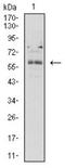 Butyrophilin subfamily 2 member A2 antibody, NBP2-61718, Novus Biologicals, Western Blot image 