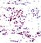 Signal Transducer And Activator Of Transcription 5A antibody, 79-290, ProSci, Immunohistochemistry paraffin image 