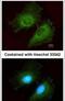 Aldo-Keto Reductase Family 1 Member B10 antibody, PA5-30773, Invitrogen Antibodies, Immunofluorescence image 