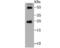 Glucagon antibody, NBP2-75507, Novus Biologicals, Western Blot image 