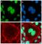GATA Binding Protein 2 antibody, 710242, Invitrogen Antibodies, Immunofluorescence image 
