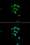 Nuclear Receptor Subfamily 3 Group C Member 1 antibody, 15-135, ProSci, Immunofluorescence image 