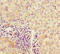 Double PHD Fingers 1 antibody, LS-C675651, Lifespan Biosciences, Immunohistochemistry paraffin image 