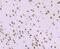 Matrin 3 antibody, NBP2-75567, Novus Biologicals, Immunohistochemistry paraffin image 