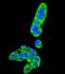 Fumarylacetoacetate Hydrolase antibody, LS-C165918, Lifespan Biosciences, Immunofluorescence image 