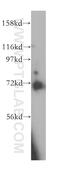 Kelch Repeat And BTB Domain Containing 2 antibody, 13871-1-AP, Proteintech Group, Western Blot image 