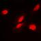 FKBP Prolyl Isomerase 3 antibody, orb378060, Biorbyt, Immunocytochemistry image 
