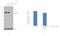 CREB Regulated Transcription Coactivator 3 antibody, MA5-14919, Invitrogen Antibodies, Western Blot image 