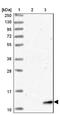 Barrier To Autointegration Factor 1 antibody, NBP2-38442, Novus Biologicals, Western Blot image 