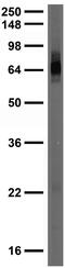 Serine/threonine-protein kinase PINK1, mitochondrial antibody, 73-346, Antibodies Incorporated, Western Blot image 
