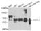 Putative adenosylhomocysteinase 2 antibody, LS-C409322, Lifespan Biosciences, Western Blot image 