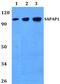 DLG Associated Protein 1 antibody, PA5-75213, Invitrogen Antibodies, Western Blot image 