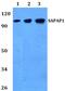 DLG Associated Protein 1 antibody, PA5-75213, Invitrogen Antibodies, Western Blot image 