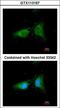 p102 antibody, LS-C109495, Lifespan Biosciences, Immunofluorescence image 