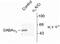 Gamma-Aminobutyric Acid Type A Receptor Alpha3 Subunit antibody, NB100-61096, Novus Biologicals, Western Blot image 